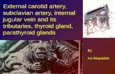 External carotid artery, subclavian artery, internal jugular …anat.lf1.cuni.cz/souhrny/azubz_09.pdf ·  · 2009-11-24External carotid artery, subclavian artery, internal jugular