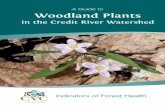 in the Credit River Watershed - Credit Valley Conservation · PDF file · 2012-10-26A Guide to Woodland Plants in the Credit River Watershed Indicators of Forest Health