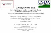 Mycoplasma ovis Sheep Industry Annual Convention Production, Education, Research/Policy Forum Scottsdale, AZ January 28, 2015 Mycoplasma ovis Investigating an under-recognized sheep