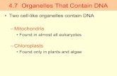 4.7 Organelles That Contain DNA - Biology Courses Servercourses.biology.utah.edu/dawson/1210/pdf/L09Ch04.pdf ·  · 2005-09-144.7 Organelles That Contain DNA • Two cell-like organelles