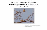 2010 New York State Peregrine Falcons York State Peregrine Falcons ... The peregrine falcon has made a remarkable recovery in New York State after decades of effort. This increase