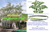 Ferric reducing antioxidant power and free radical ... scavenging activity of Moringa oleifera: ... wounds and sores. ... Malunggay ingestion is avoided in the immediate period after