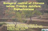 Biological control of Chinese - Aquatic plant control of Chinese tallow Triadica sebifera, Euphorbiaceae • Greg Wheeler, USDA/ARS/IPRL Ft Lauderdale, FL • S. Steininger, C. Nguyen,