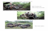Aldo’s 2 buffalo shot within minutes of each other in the … & Elisio Rech – December 2011 – Tanzania Page 6 Aldo’s 2 buffalo shot within minutes of each other in the forest