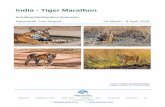 India - Tiger Marathon - Naturetrek Wildlife Holidays · PDF fileIndia - Tiger Marathon ... collected our picnic lunch and left Bandhavgarh at noon. It ... We checked in and met later