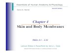 Skin and Body Membranes -  · PDF fileElaine N. Marieb Chapter 4 Skin and Body Membranes ... Part of the hair enclosed in the follicle is the ... B = Border irregularity