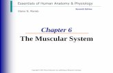 The Muscular System · PDF fileElaine N. Marieb Chapter 6 The Muscular System. ... Copyright © 2003 Pearson Education, Inc. publishing as Benjamin Cummings Slide 6.2 Muscle cells
