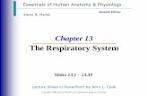The Respiratory System - Mrs. Fagan's · PDF fileElaine N. Marieb Chapter 13 The Respiratory ... as Benjamin Cummings Slide 13.3b Figure 13.2 Upper Respiratory ... as Benjamin Cummings