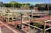 Midge Flies and Wastewater Plants - Est. 1947mosquito-va.org/.../uploads/11-Midge-Flies-and-Wastewater-Plants.pdf · Midge Flies and Wastewater Plants Lauren Lochstampfor Regional
