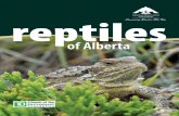1 Alberta Conservation Association - Reptiles of · PDF file1 Alberta Conservation Association - Reptiles of Alberta ... Alberta Conservation Association - Reptiles of Alberta 2. ...