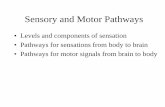 Sensory and Motor Pathways - Los Angeles Mission College 11b.pdf · Sensory and Motor Pathways ... –monitors internal environment (BV or viscera) ... –estimate weight of objects