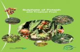 Sulphate of Potash Downloads/Tropical Fruit-E… ·  · 2017-11-13papaya production and a standard fertigation programme is presented below. The example also shows that SoluPotasse