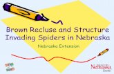 Brown Recluse and Structure Invading Spiders in Nebraska · PDF filetiny boxing gloves . Another male spider with enlarged pedipalps . Most Spiders have 8 eyes Number and pattern of