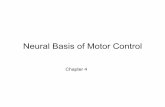 Neural Basis of Motor Control - University of …dmillsla/courses/motorlearning/documents/Chapter04f...Neuron Classification ... of skeletal muscle called intrafusal fibers. Interneurons