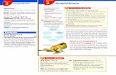 3 Amphibians 3 Amphibians · PDF file · 2017-12-06Skills Focus Inferring ... frog’s metamorphosis during its life cycle. Write each step of the process in a separate circle. ...
