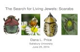 The Search for Living Jewels: Scarabs Bays... · Dana L. Price Salisbury University June 25, 2014 The Search for Living Jewels: Scarabs