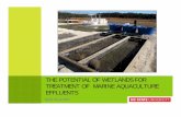 THE POTENTIAL OF WETLANDS FOR TREATMENT OF MARINE ... · PDF fileMote Marine Laboratory. LIMITATIONS: EFFLUENT MANAGEMENT ... MARINE AQUACULTURE RESEARCH CENTER
