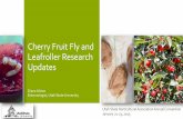 Cherry Fruit Fly and Leafroller Research Updates · PDF fileCherry Fruit Fly Control –the Challenges •In managed orchards, the primary sources of CFF: 1. External - gravid females