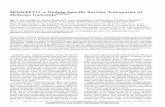MtSWEET11, a Nodule-Specific Sucrose Transporter of ... · PDF fileMtSWEET11, a Nodule-Speciﬁc Sucrose Transporter of Medicago truncatula1[OPEN] Igor S. Kryvoruchko2,3, Senjuti Sinharoy2,4,