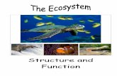 Structure and Function - WikispacesEcosystem+-+Structure... · Structure and Function. ... the transfer of light energy to food energy is only 1% ... The caterpillar in food chain