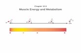 Chapter 10.5 Muscle Energy and · PDF fileMuscle “Energy” Metabolism • All muscle contraction depends on ATP • ATP is not stored in body • You make ATP and then use it as