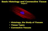 Basic Histology and Connective Tissue - Welcome to web ...web.gccaz.edu/~phipd16661/Chap5_Histo_CT.pdf · Basic Histology and Connective Tissue ... epithelia, nerve, and muscle tissue