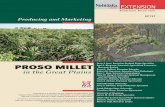 Producing and Marketing Proso Millet in the High Plainsextensionpublications.unl.edu/assets/pdf/ec137.pdf · Table I. Harvested acres of proso millet from 1982 through 2006. Year