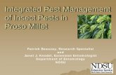 Integrated Pest Management of Insect Pests in Proso Millet · PDF fileIntegrated Pest Management of Insect Pests in Proso Millet Patrick Beauzay, Research Specialist and Janet J. Knodel,