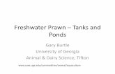 Freshwater Prawn – Tanks and Ponds - · PDF fileProduction Parameters for Tank Culture of Freshwater Prawns From Aquaculture of Texas, ... Grass carp can control algae so that ...