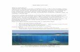 Aquaculture Overview What is Aquaculture? - · PDF file · 2017-04-18Aquaculture Overview What is Aquaculture? ... prawns and fin fish. Saline water is pumped onto the farm where