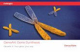 GeneArt Gene Synthesis - Thermo Fisher Scientific of ~7.5 million bp, ... **There is an upgrade fee for Express and ... GeneArt Gene Synthesis and optimization are typically faster
