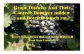 Grape diseases and their control - pawinegrape.compawinegrape.com/uploads/s/Meeting Presentations/Grape... · Grape Diseases And Their Control: Powdery mildew and Botrytis bunch rot