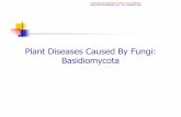 Plant Diseases Caused By Fungi: Basidiomycota 5.pdf · Fungi Kingdom Phylum Class Fungi (Higher) Ascomycota Hemiascomycetes Plectomycetes Pyrenomycetes Loculoascomycetes Discomycetes