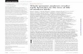 Mol. Phylogenet. Evol. Mol. Biol. Whole-genome analyses ...science.sciencemag.org/content/sci/346/6215/1320.full.pdf · (NCBI), and ENSEMBL (NCBI and Ensembl accession numbers are