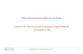 Lecture 02: Structural and Functional Organization of ... Prokaryotic versus eukaryotic cells • Sources of cells for experimental studies • Structural and functional organization
