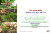 Sarpagandha Rauvolfia serpentina - Green  · PDF file  ... Sarpagandha Rauvolfia serpentina Roots look like snake or serpent