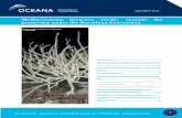 Mediterranean deep-sea corals: reasons for protection ...oceana.org/sites/default/files/euo/OCEANA_Brief_Deep-sea__Corals.pdf · The protection of corals in the Mediterranean Sea
