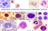 DISEASES of WHITE CELLS and LYMPHOID  · PDF fileALL/CLL (Acute/Chronic Lymphocytic Leukemia) ... • Oldest age group of all the MPD’s, >60 ... usual biologic behavior