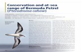 Conservation and at-sea range of Bermuda Petrel Pterodroma ...scillypelagics.com/BEPE_X.pdf · 546 NORTH AMRICAN BIRDS Conservation and at-sea range of Bermuda Petrel (Pterodroma