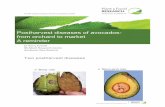 Postharvest diseases of avocados- from orchard to market …industry.nzavocado.co.nz/resources/4564754/Kerry_presentation.pdf · Postharvest diseases of avocados- from orchard to
