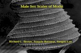Male Sex Scales of Moths - LepCourse - Course …lepcourse.wikispaces.com/file/view/sex+scales.AZ.+aug.12.pdfMale Sex Scales of Moths Richard L. Brown. Joaquin Baixeras, Sangmi Lee