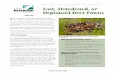 Lost, Abandoned, or Orphaned Deer Fawns - … Abandoned, or Orphaned Deer Fawns E ... their good intentions lead them to pick up the fawn and carry it home ... Although it may seem