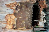 by Lawrence Millman - FUNGI Mag Lawrence Millman T he fruiting body of Inonotus obliquus is so rarely ... sterile conk (a.k.a., chaga), a rather different sort of Holy Grail, is quite