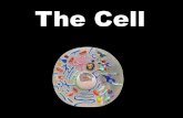 The Cell - u-szeged.huweb.med.u-szeged.hu/.../cell_l/02/5.The_cell_Introduction.ppt.pdf · Cell theory 1838, 1839 2 . 3 ... Derived from the DNA of host cell They are not living beings,