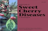 Field Guide to Sweet Cherry Diseases - County of · PDF fileEB 1323E Field Guide to Sweet Cherry Diseases in Washington By Kenneth C. Eastwell, Gary A. Grove, Dennis A. Johnson, Gaylord