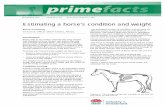 Estimating a horse’s condition and weight - Primefact … 2009 PrimefACt 928 (rePLACeS PrimefACt 494) Estimating a horse’s condition and weight Brian Cumming Livestock Officer