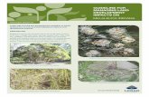 GUIDELINE FOR MANAGING LAND DEVELOPMENT IMPACTS · PDF GUIDELINE FOR MANAGING LAND DEVELOPMENT IMPACTS ON MELALEUCA IRBYANA ECOLOGICAL COMMUNITIES M. irbyana forms communities that