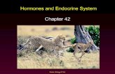 Hormones and Endocrine System Chapter 42dsapresents.org/staff/victoria-brown/files/2011/08/AP-Hormones... · Hormones and Endocrine System Chapter 42 . Mader: Biology 8th Ed. Chemical