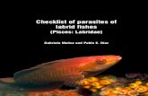 Checklist of parasites of labrid fishes - InicioChecklist of parasites of labrid fishes ... Labridae) Listado de parásitos en pece. s lábridos (Pisces: Labridae) ... This checklist