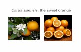 Citrus sinensis: the sweet orange - Amherst College sinensis: the sweet orange. Family: Rutaceae Small trees and shrubs Most important genus is Citrus highly fragrant flowers divided